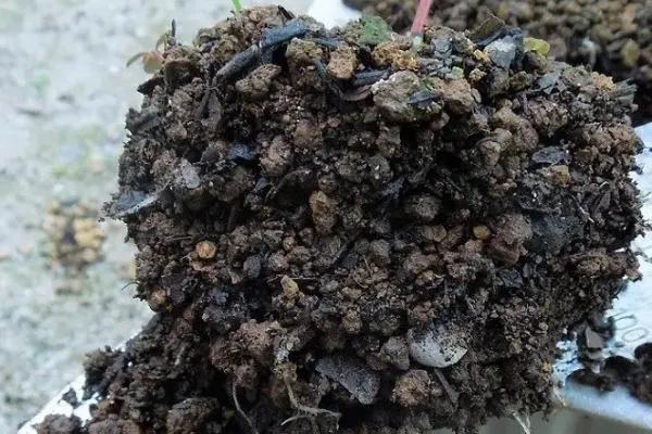 墨西哥大丽花图片（墨西哥的国花是什么）(图8)