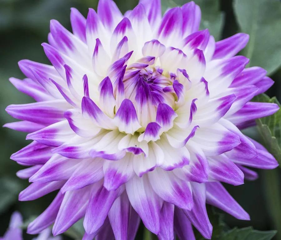 墨西哥大丽花图片（墨西哥的国花是什么）(图5)