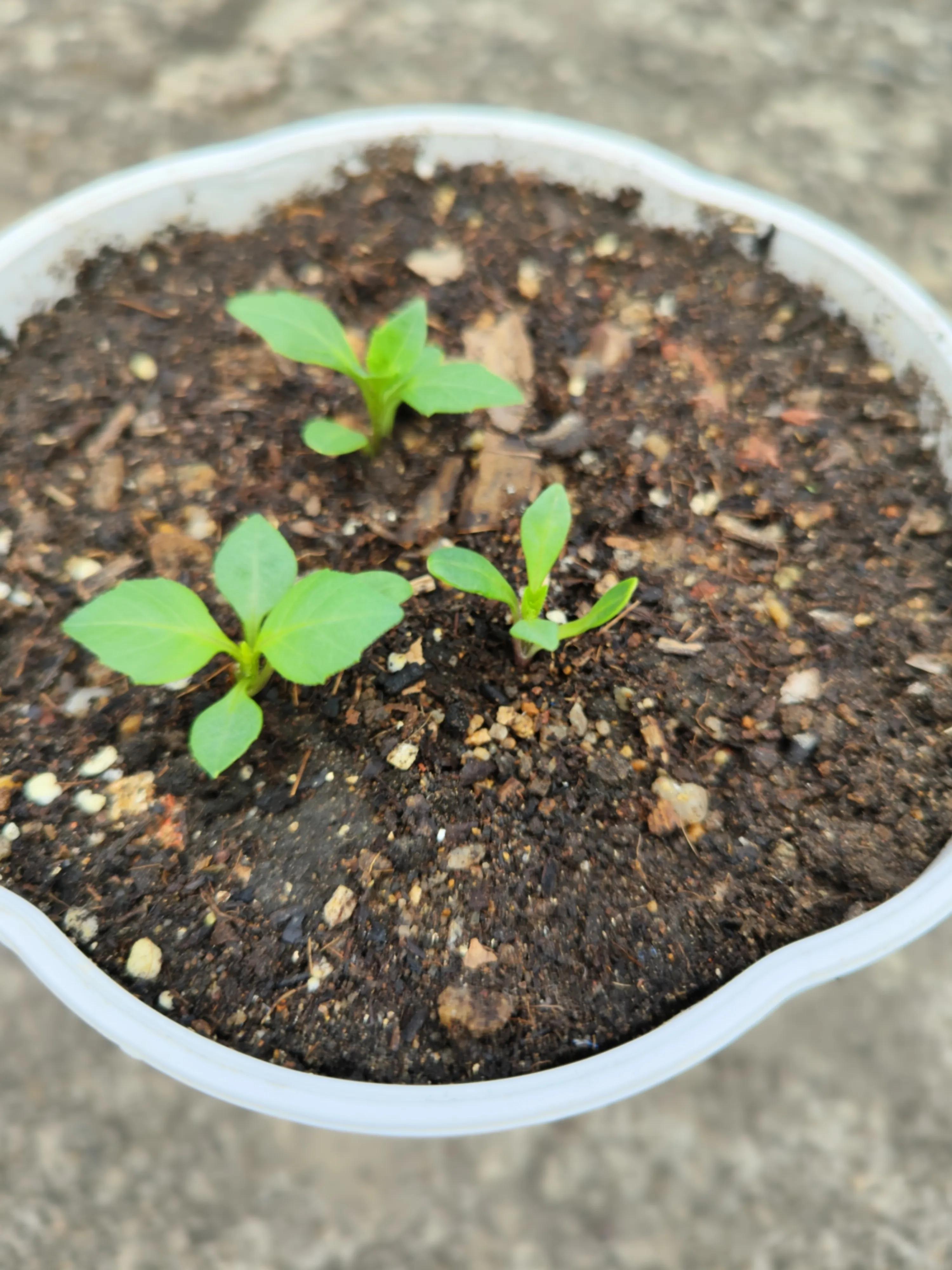 墨西哥大丽花图片（墨西哥的国花是什么）(图3)