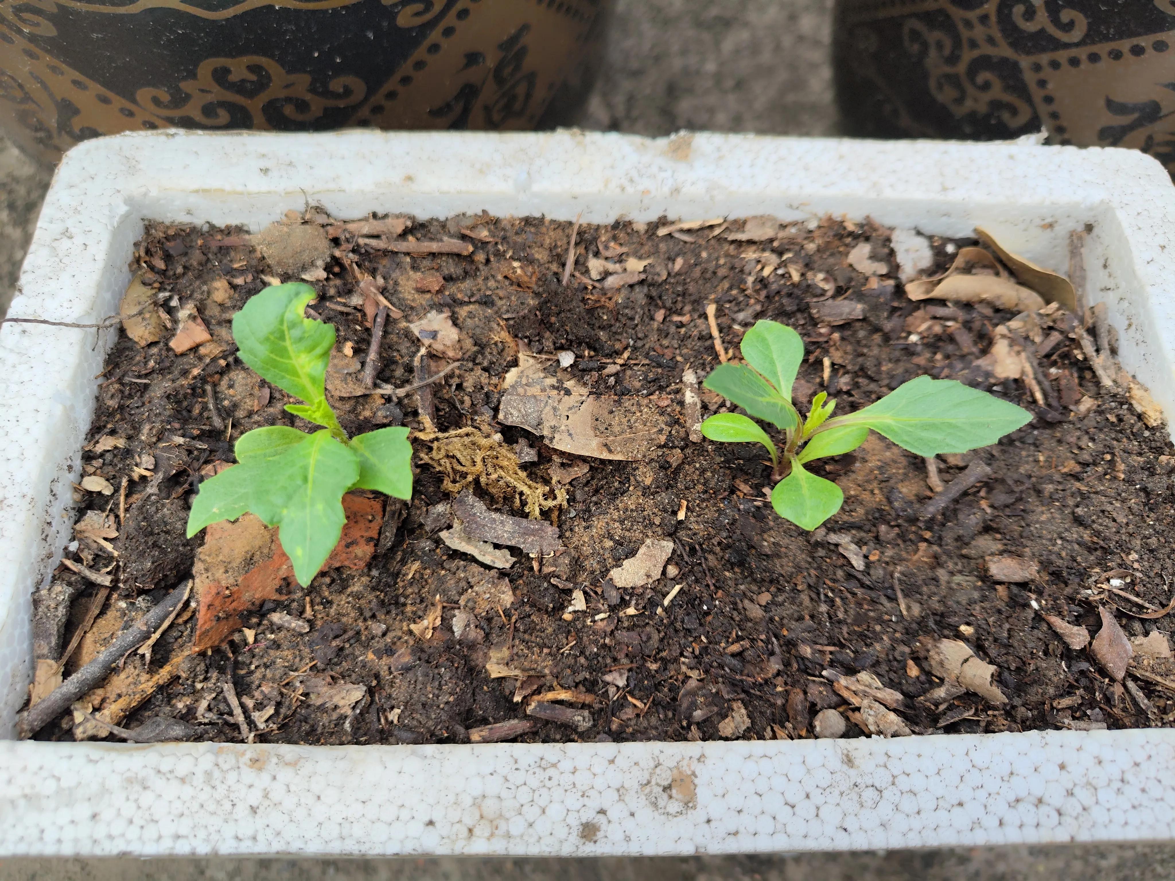 墨西哥大丽花图片（墨西哥的国花是什么）(图2)