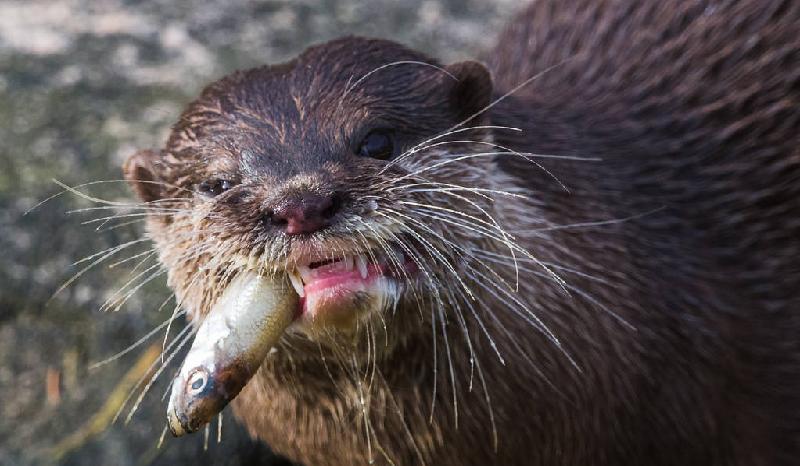 传说中的水猴子长啥样（水猴子真的存在吗）(图3)