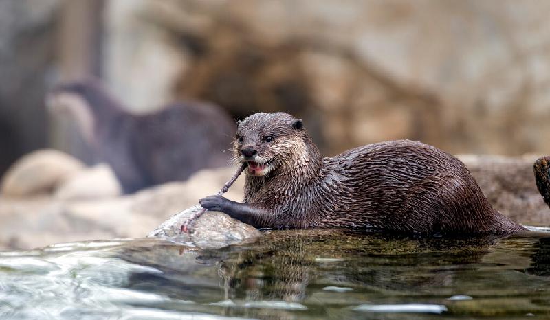 传说中的水猴子长啥样（水猴子真的存在吗）(图4)