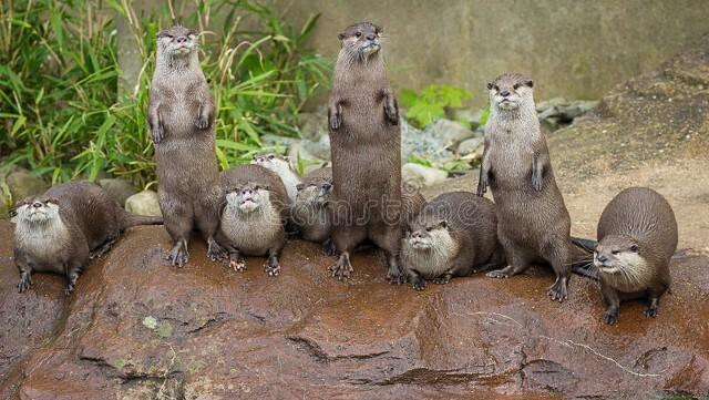 传说中的水猴子长啥样（水猴子真的存在吗）(图6)