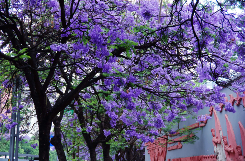 世界上花语最冷漠的花（蓝楹花的花语介绍）