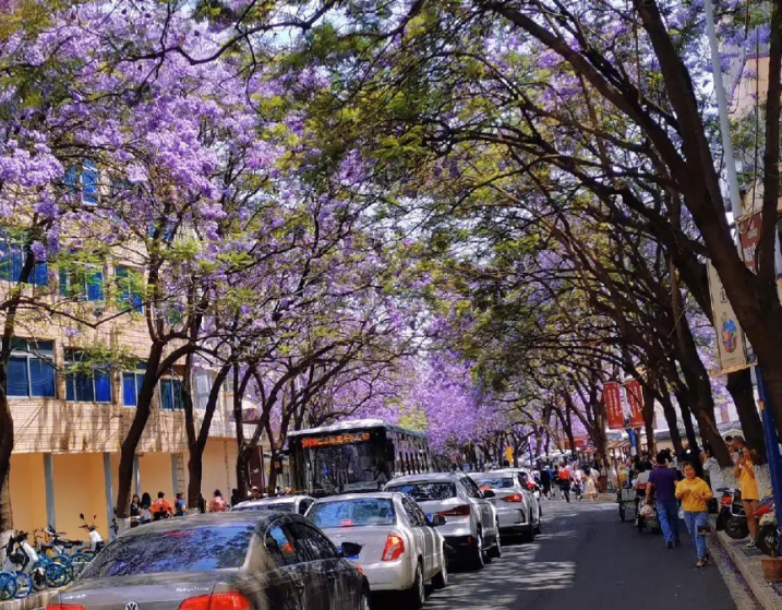世界上花语最冷漠的花（蓝楹花的花语介绍）