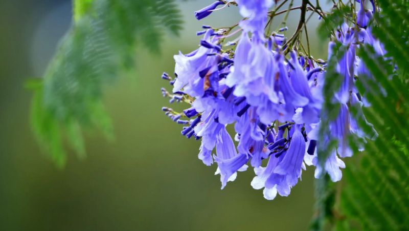 世界上花语最冷漠的花（蓝楹花的花语介绍）
