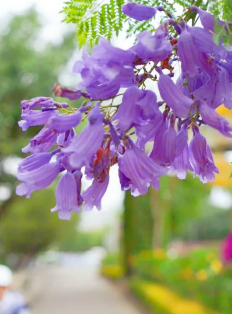 世界上花语最冷漠的花（蓝楹花的花语介绍）