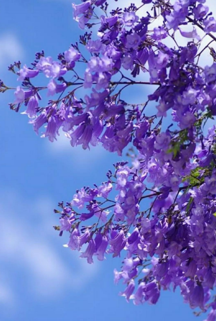 世界上花语最冷漠的花（蓝楹花的花语介绍）