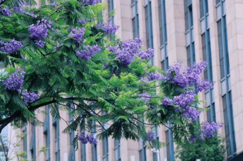 世界上花语最冷漠的花（蓝楹花的花语介绍）