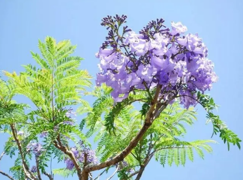 世界上花语最冷漠的花（蓝楹花的花语介绍）