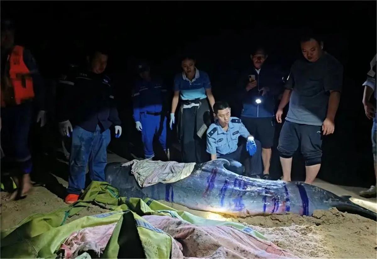 最小的鲸鱼(三亚海滩一条鲸鱼受伤搁浅)