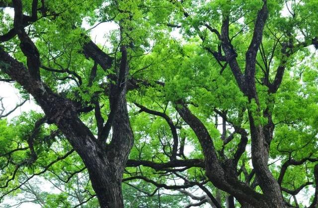 安缦是世界最贵的么（一晚80000历时10年耗资33亿的上海安缦）(52)