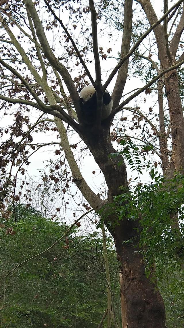 成都三天两晚自由行攻略（穷游也可以玩的高质量）(48)