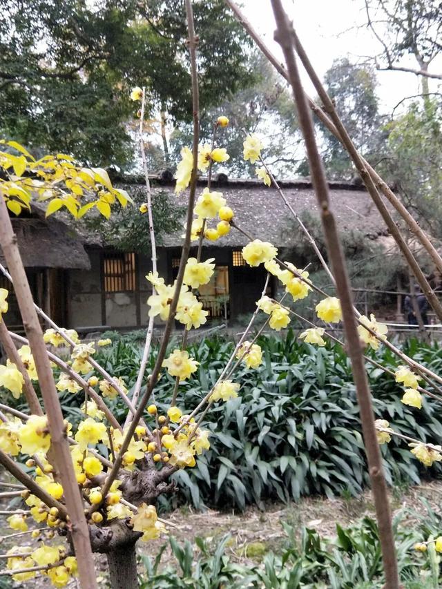 成都三天两晚自由行攻略（穷游也可以玩的高质量）(35)