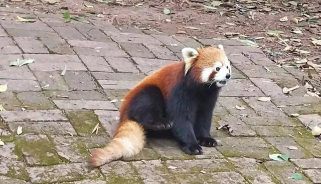 成都三天两晚自由行攻略（穷游也可以玩的高质量）(45)