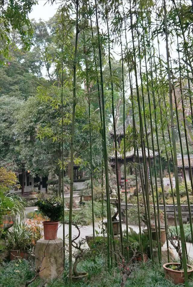 成都三天两晚自由行攻略（穷游也可以玩的高质量）(34)