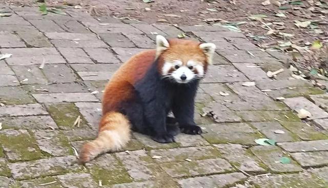 成都三天两晚自由行攻略（穷游也可以玩的高质量）(46)