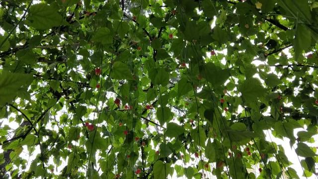 成都三天两晚自由行攻略（穷游也可以玩的高质量）(54)