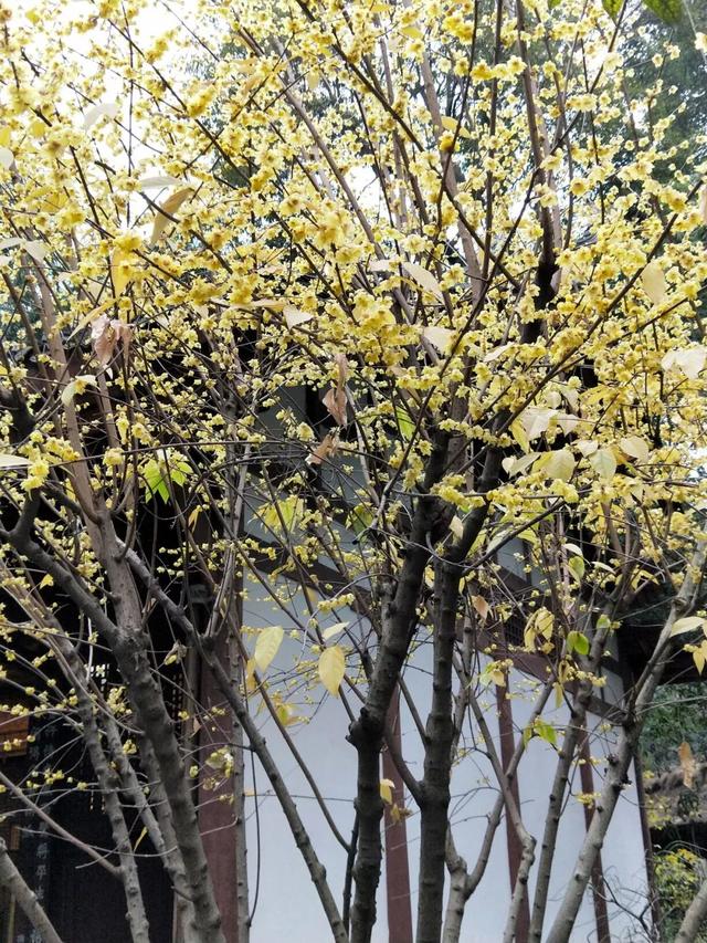 成都三天两晚自由行攻略（穷游也可以玩的高质量）(39)