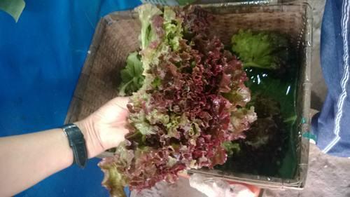 最常用的十句上海话（这30个上海话最常说的字）(21)