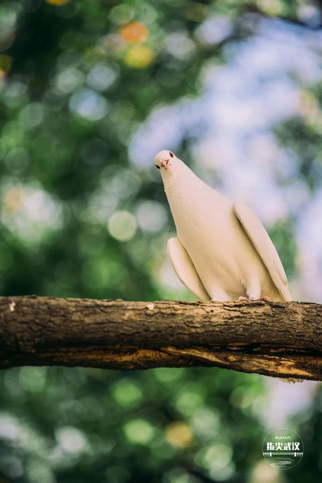 武汉中山公园游玩攻略（在中山公园里走一走）(12)