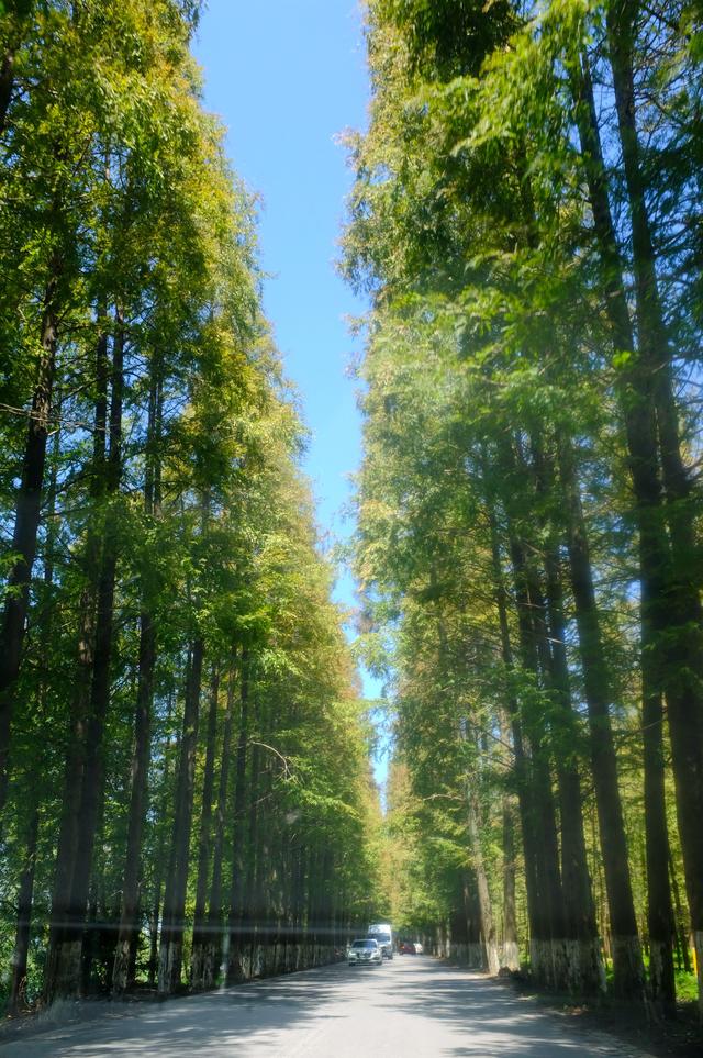 上海最美公路（玩魔都最美公路）(26)