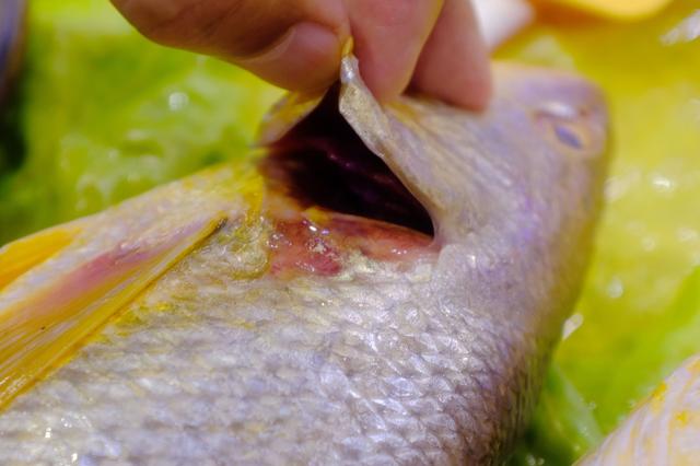 上海最美公路（玩魔都最美公路）(9)