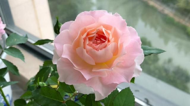 月季花品种大全图解及名称（有人种了38个品种）(3)