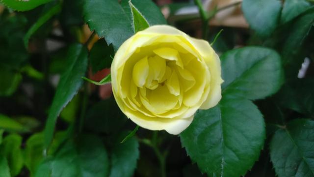 月季花品种大全图解及名称（有人种了38个品种）(8)