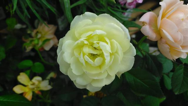 月季花品种大全图解及名称（有人种了38个品种）(9)