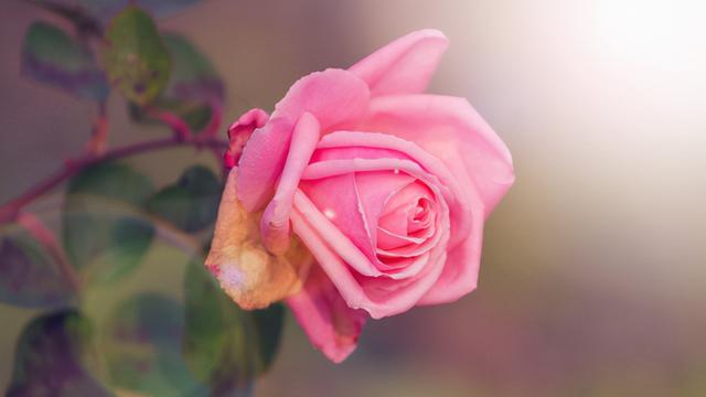 月季花品种大全图解及名称（有人种了38个品种）(4)