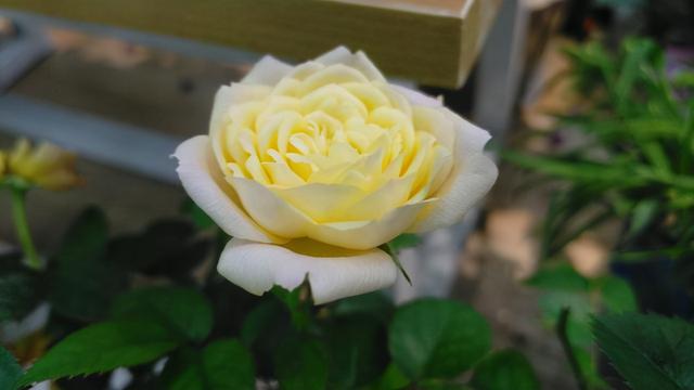 月季花品种大全图解及名称（有人种了38个品种）(5)