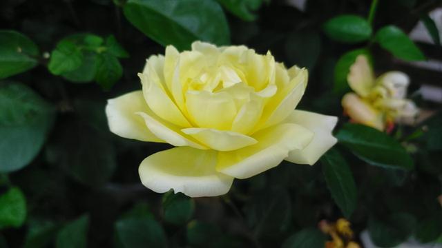 月季花品种大全图解及名称（有人种了38个品种）(6)