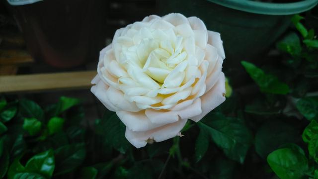 月季花品种大全图解及名称（有人种了38个品种）(10)