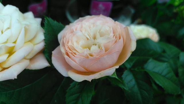 月季花品种大全图解及名称（有人种了38个品种）(11)