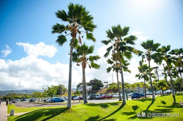 夏威夷的一座城市又称檀香山（夏威夷州府为何叫）(14)