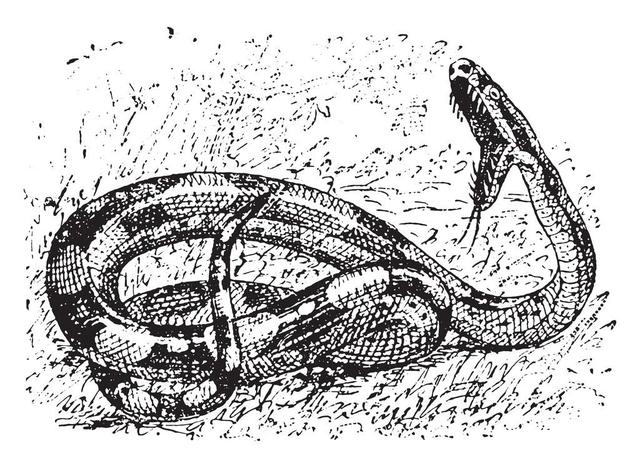 在洞里发现巨大的巨蟒（福建惊现20多斤蟒蛇晒太阳）(14)