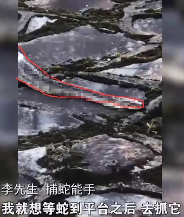 在洞里发现巨大的巨蟒（福建惊现20多斤蟒蛇晒太阳）(5)