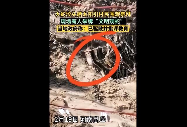 在洞里发现巨大的巨蟒（福建惊现20多斤蟒蛇晒太阳）(6)