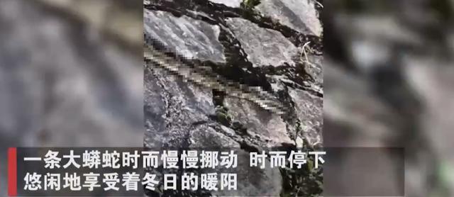 在洞里发现巨大的巨蟒（福建惊现20多斤蟒蛇晒太阳）(1)