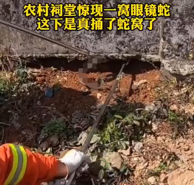 在洞里发现巨大的巨蟒（福建惊现20多斤蟒蛇晒太阳）(8)