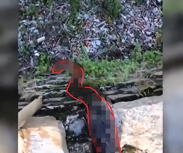 在洞里发现巨大的巨蟒（福建惊现20多斤蟒蛇晒太阳）(4)