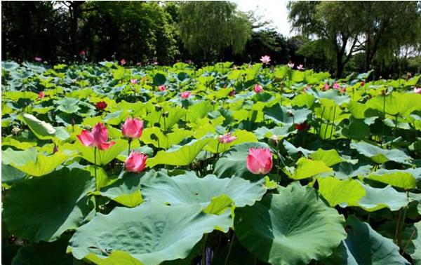 佛山十大旅游景点你去过几个（广东佛山最著名的十五大景点）(9)