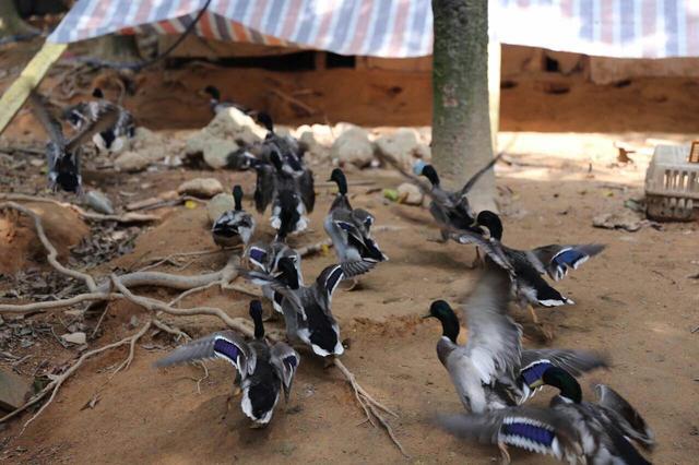顺德龙眼村美食农庄（广州城市农家乐享受自然的味道）(9)