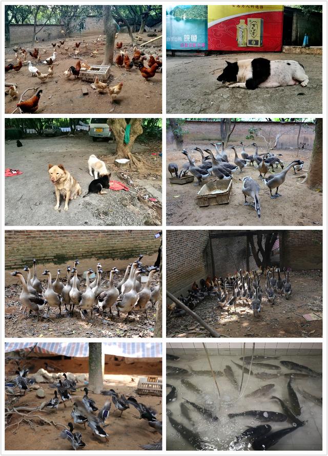 顺德龙眼村美食农庄（广州城市农家乐享受自然的味道）(5)