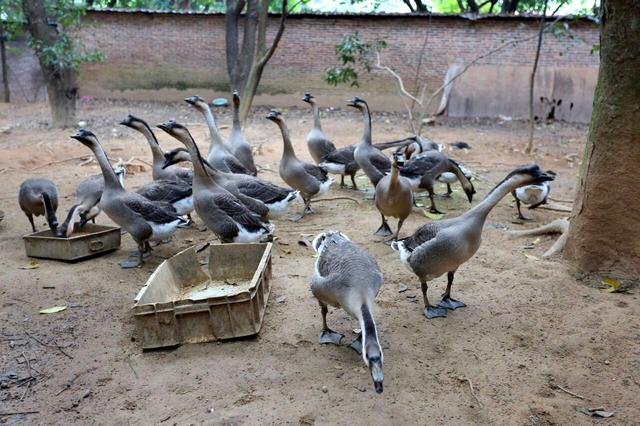 顺德龙眼村美食农庄（广州城市农家乐享受自然的味道）(7)