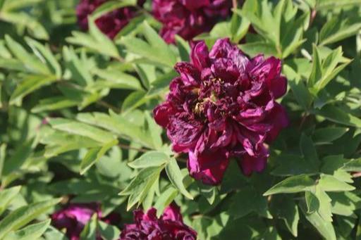 神仙岭网红圣地（曲阳网红打卡胜地）(14)