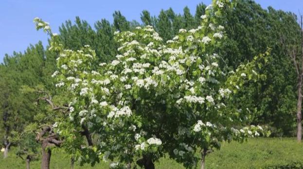 神仙岭网红圣地（曲阳网红打卡胜地）(9)