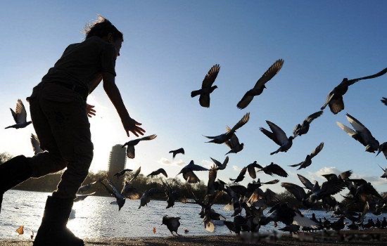 燕子在家里搭窝预示着什么意思 三个象征都很吉利