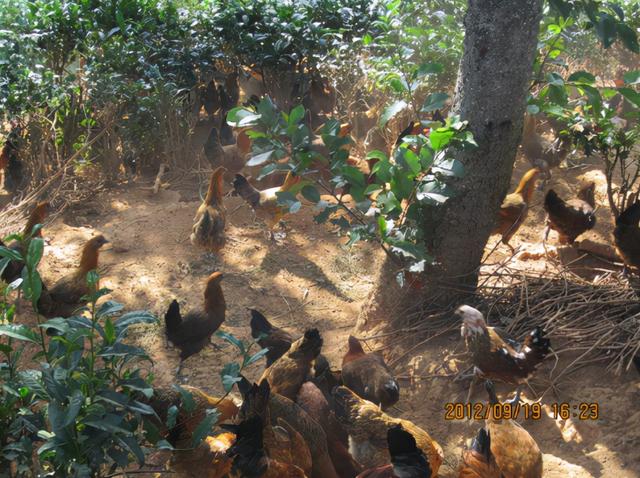 云南品牌农产品排行榜（全国地理标志农产品目录系列之）(12)